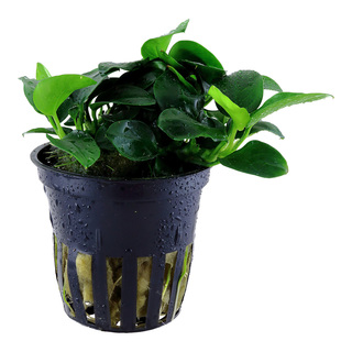 Anubias 'petite' en pot