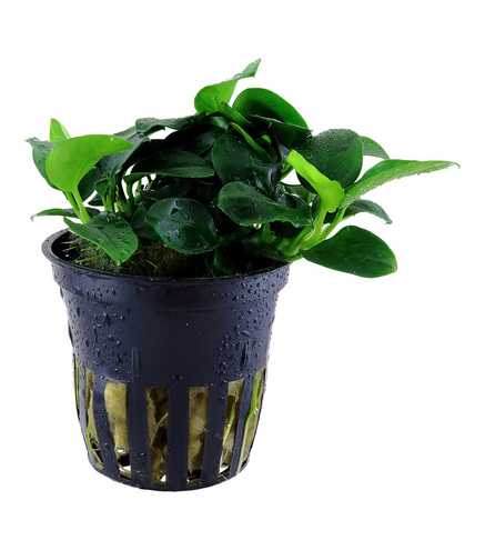 Anubias 'petite' en pot