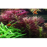 Limnophila hippuridoides en pot