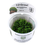 Monosolenium tenerum 1-2 Grow!