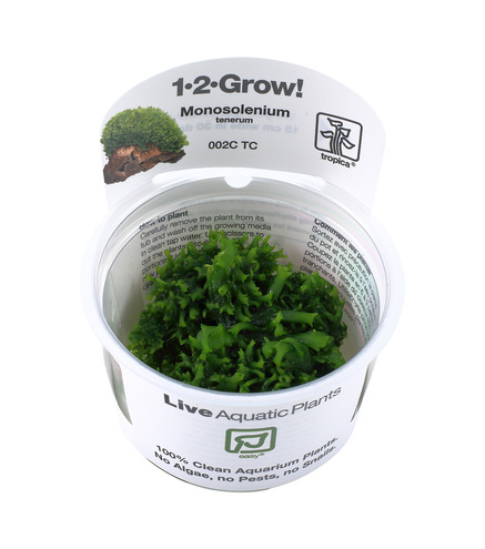 Monosolenium tenerum 1-2 Grow!