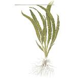Cryptocoryne crispatula  in vitro