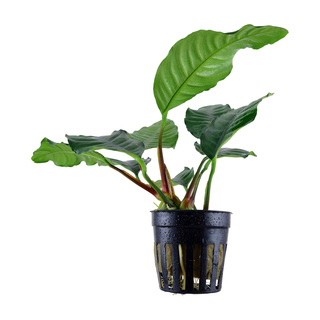 Anubias barteri 'Coffeefolia' en pot