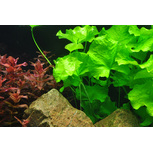 Nymphoides hydrophylla 'Taiwan'  in vitro