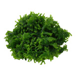 Monosolenium tenerum in vitro