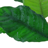 Anubias barteri 'Coffeefolia' en pot