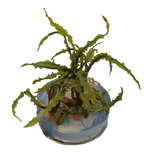 Cryptocoryne crispatula  in vitro