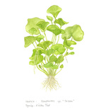 Nymphoides hydrophylla 'Taiwan'  in vitro