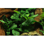 Anubias barteri 'Coffeefolia' en pot
