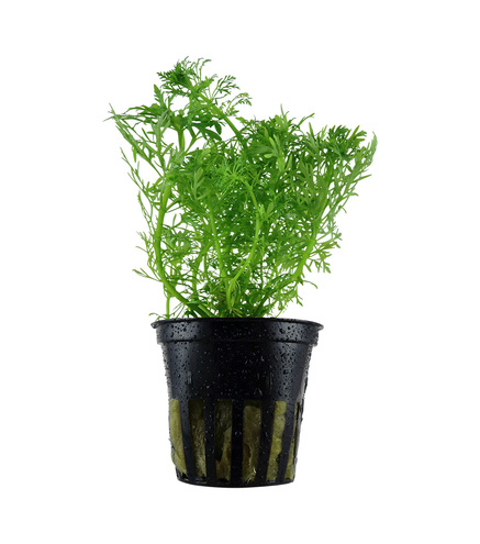 Limnophila aquatica en pot