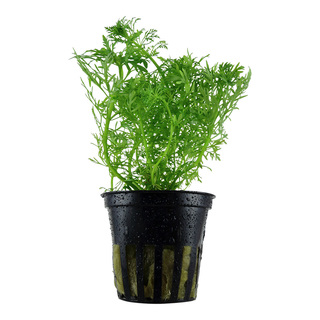 Limnophila aquatica en pot