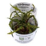 Cryptocoryne crispatula  in vitro