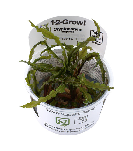 Cryptocoryne crispatula 1-2 Grow!