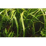 Cryptocoryne crispatula  in vitro