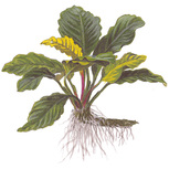 Anubias barteri 'Coffeefolia' en pot