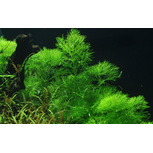 Limnophila aquatica en pot