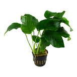 Anubias barteri var. barteri