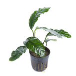Anubias barteri 'Coffeefolia' en pot