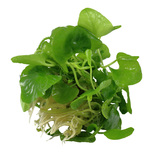 Nymphoides hydrophylla 'Taiwan'  in vitro