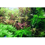 Limnophila hippuridoides en pot