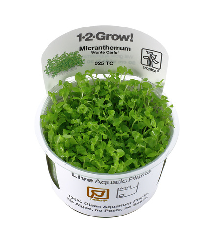 Micranthemum 'Monte Carlo' 1-2 Grow!