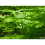 Hydrocotyle tripartita en pot