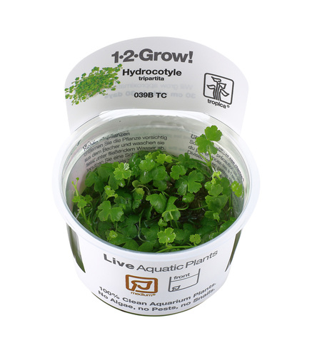 Hydrocotyle tripartita in vitro