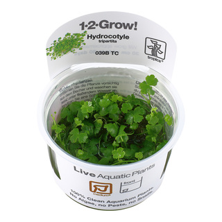 Hydrocotyle tripartita in vitro