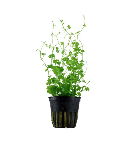 Hydrocotyle tripartita en pot
