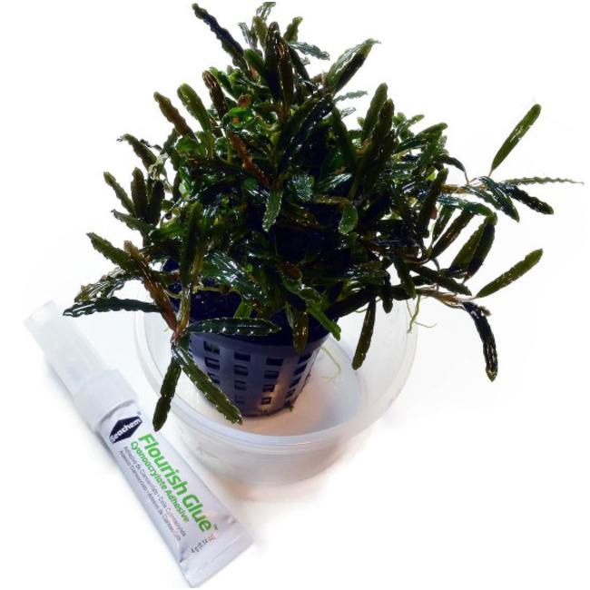 Flourish Glue 8 g (2 x 4 g) Seachem Colle pour aquarium