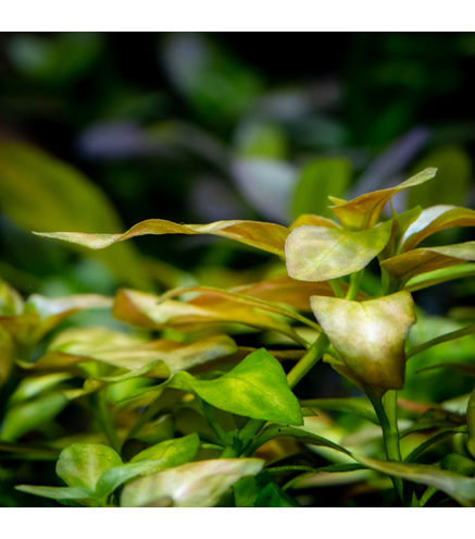 Ludwigia 'Dark Orange' - Laboratorium 313