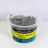 Alternanthera Reineckii Purple - Laboratorium 313