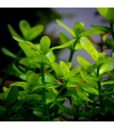 Bacopa Crenata - Laboratorium 313