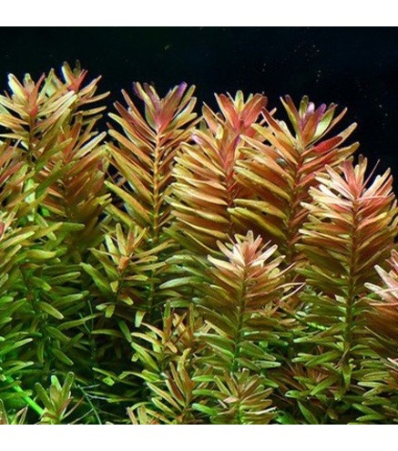 Rotala Rotundifolia - Laboratorium 313