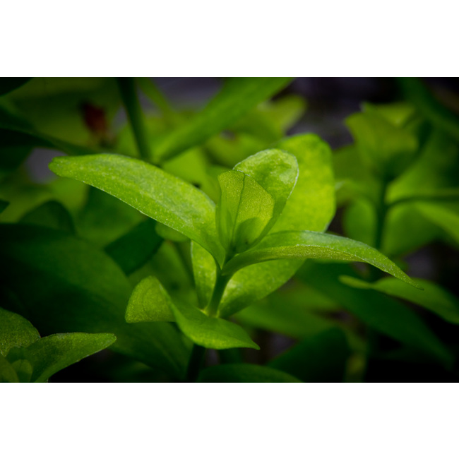 Bacopa Crenata Plante D Aquarium In Vitro Laboratorium 313
