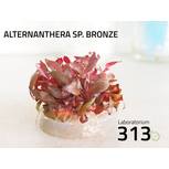 Alternanthera SP. Bronze - Laboratorium 313