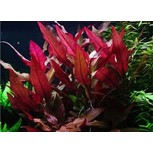 Alternanthera Reineckii Purple - Laboratorium 313