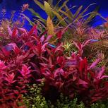 Alternanthera Reineckii Purple - Laboratorium 313