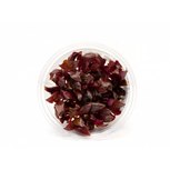 Alternanthera Reineckii Purple - Laboratorium 313