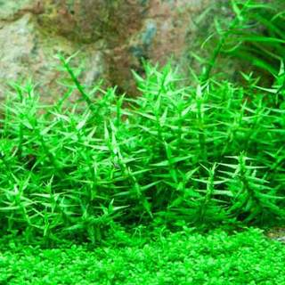 Gratiola Viscidula - Laboratorium 313