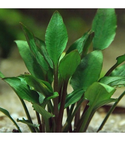 Cryptocoryne Lutea Hobbit - Laboratorium 313