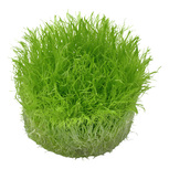 Utricularia Graminifolia in vitro