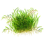 Utricularia Graminifolia in vitro