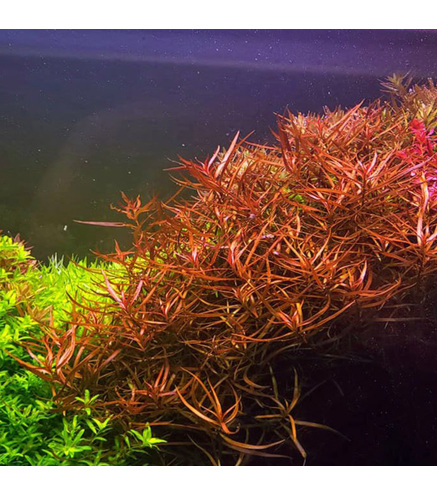 Ludwigia Brevipes - Laboratorium 313