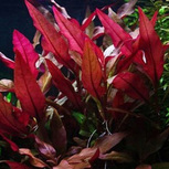 Alternanthera Reineckii Purple - Laboratorium 313