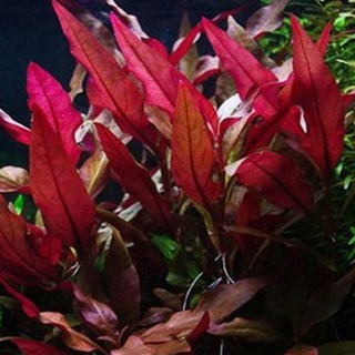 Alternanthera Reineckii Purple - Laboratorium 313