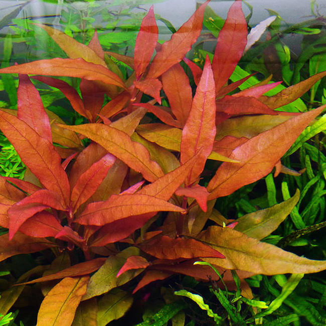 Alternanthera Sp Bronze Plante D Aquarium In Vitro Laboratorium 313
