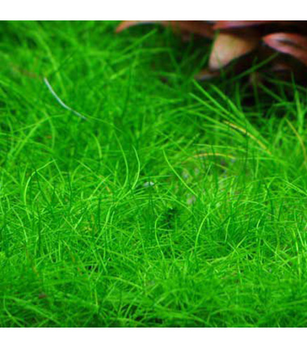 Eleocharis Mini - Laboratorium 313