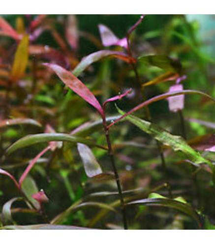 Persicaria Sao Paulo - Laboratorium 313