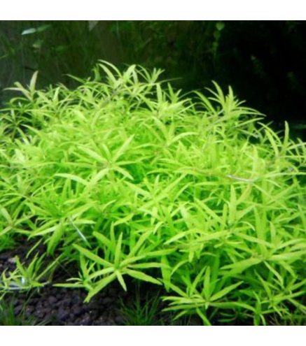 Limnophila Vietnam Mini - Laboratorium 313